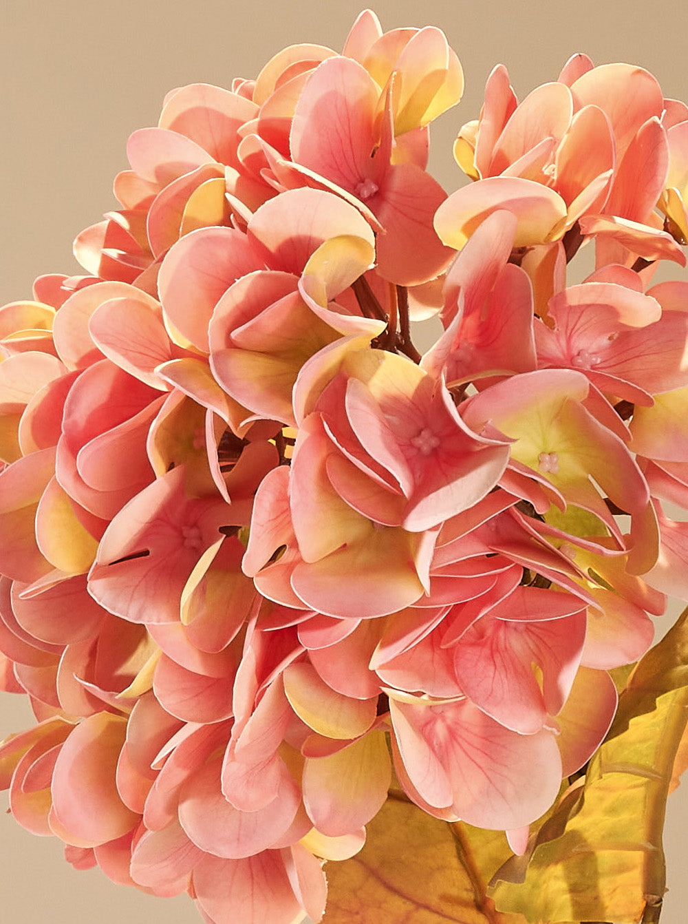 Hortensia d'automne rose