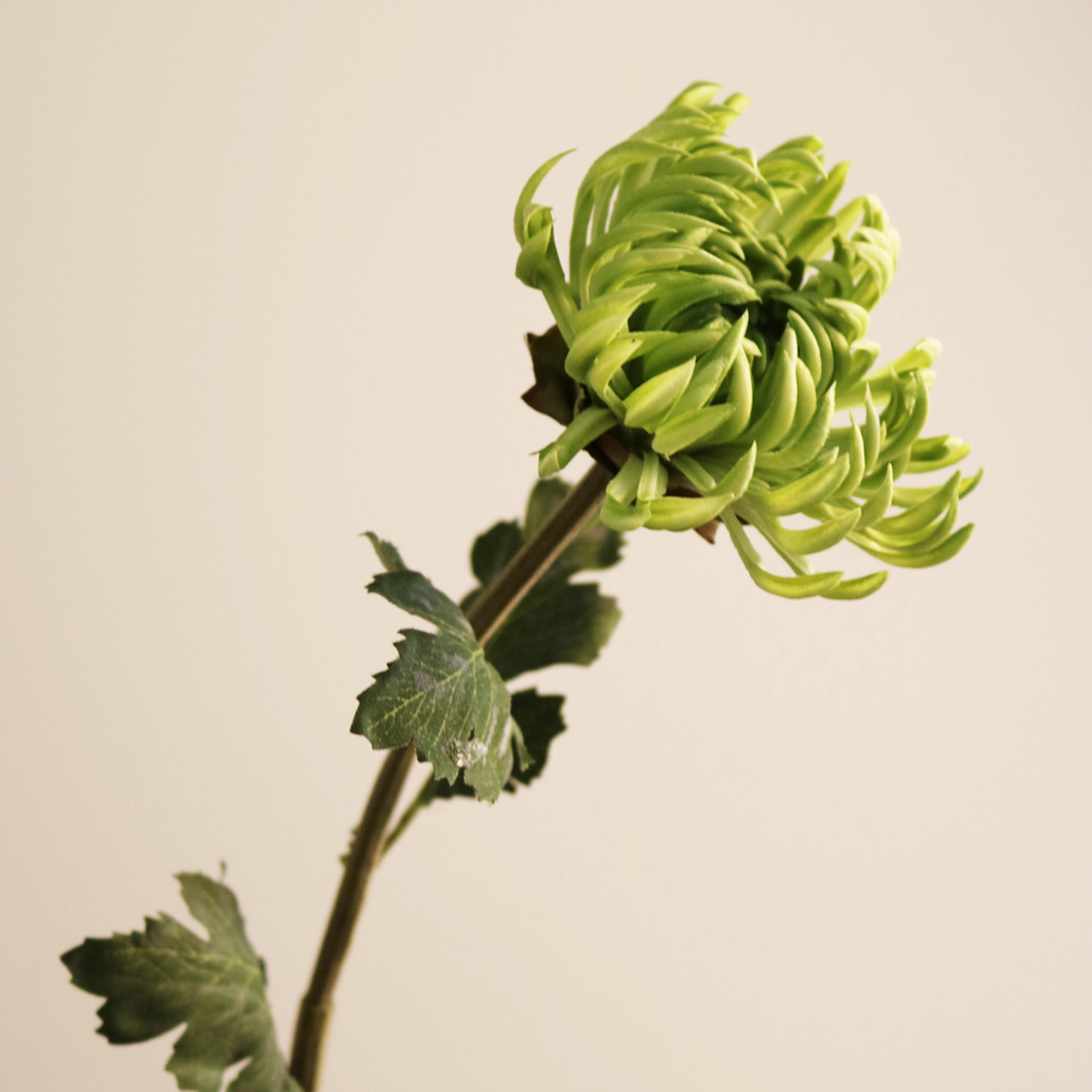 Cactus Dahlia