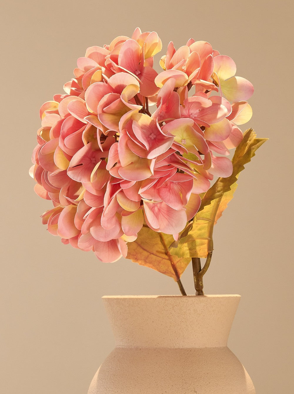 Hortensia d'automne rose - détail