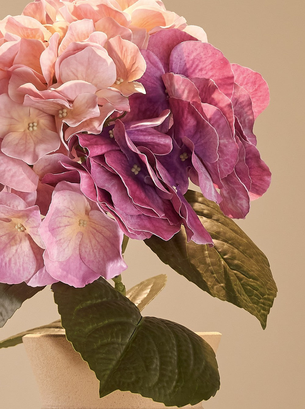 Hortensia poème - détail