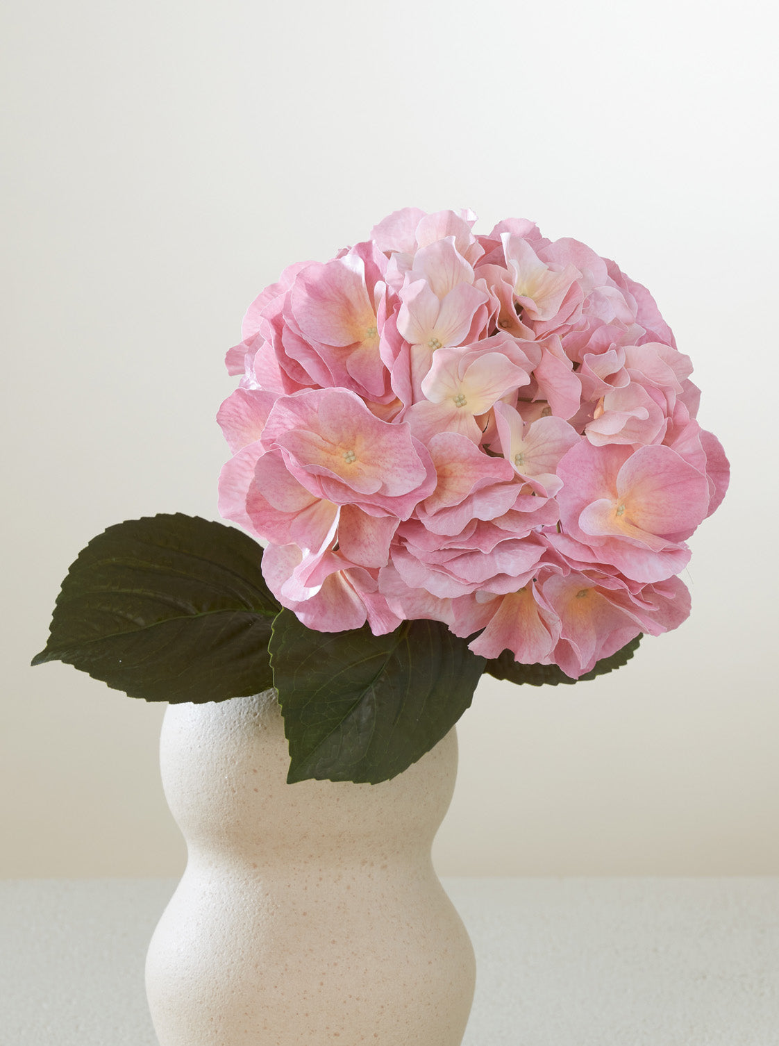 Hortensia Bonbon