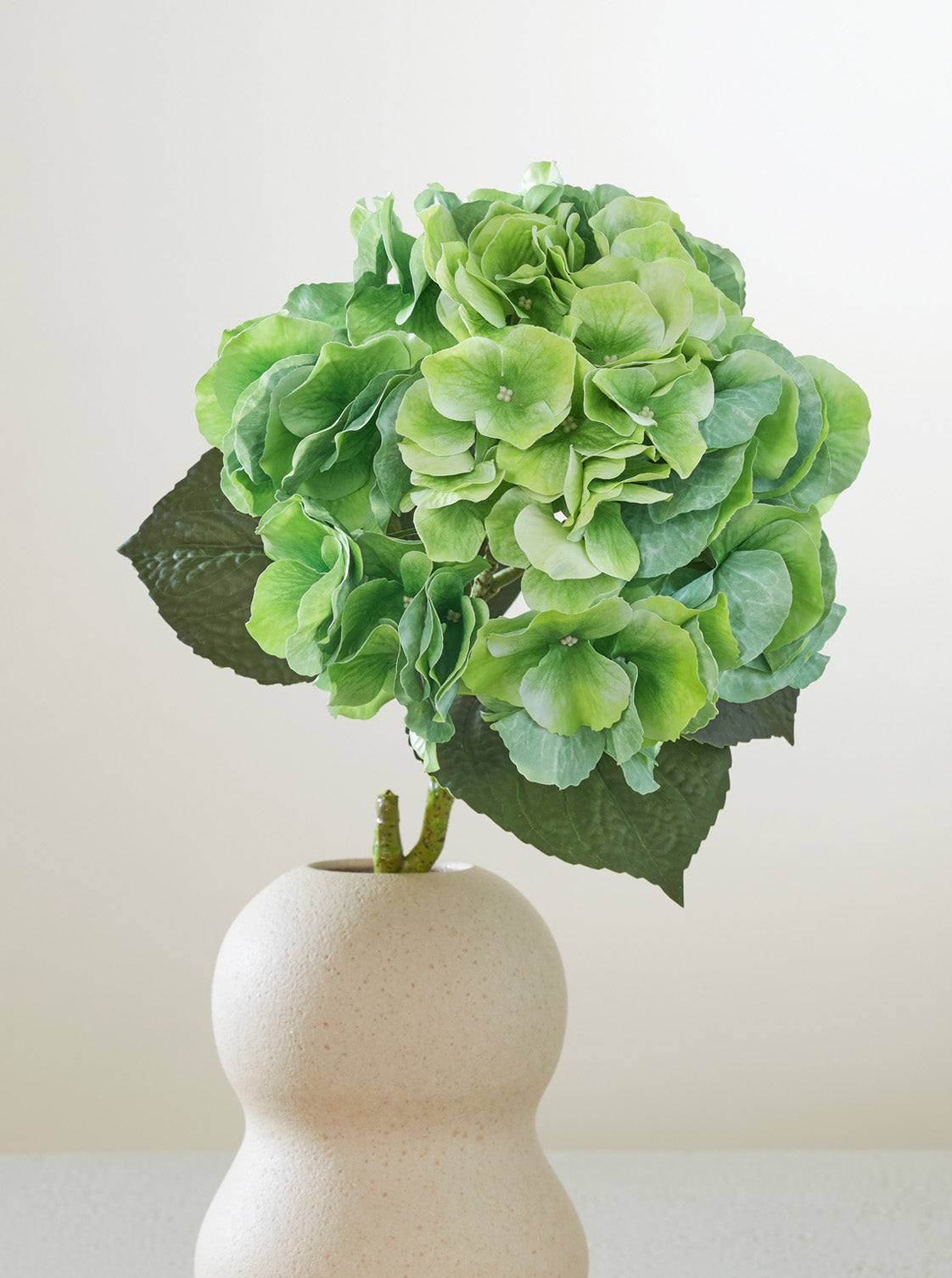 Hortensia Matcha
