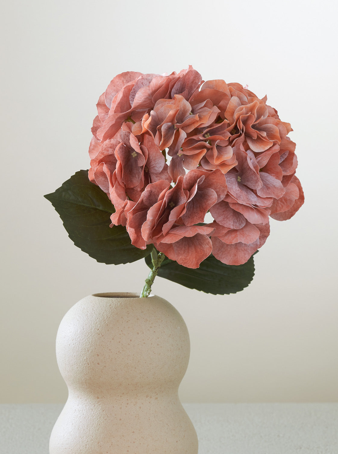 Hortensia Orange
