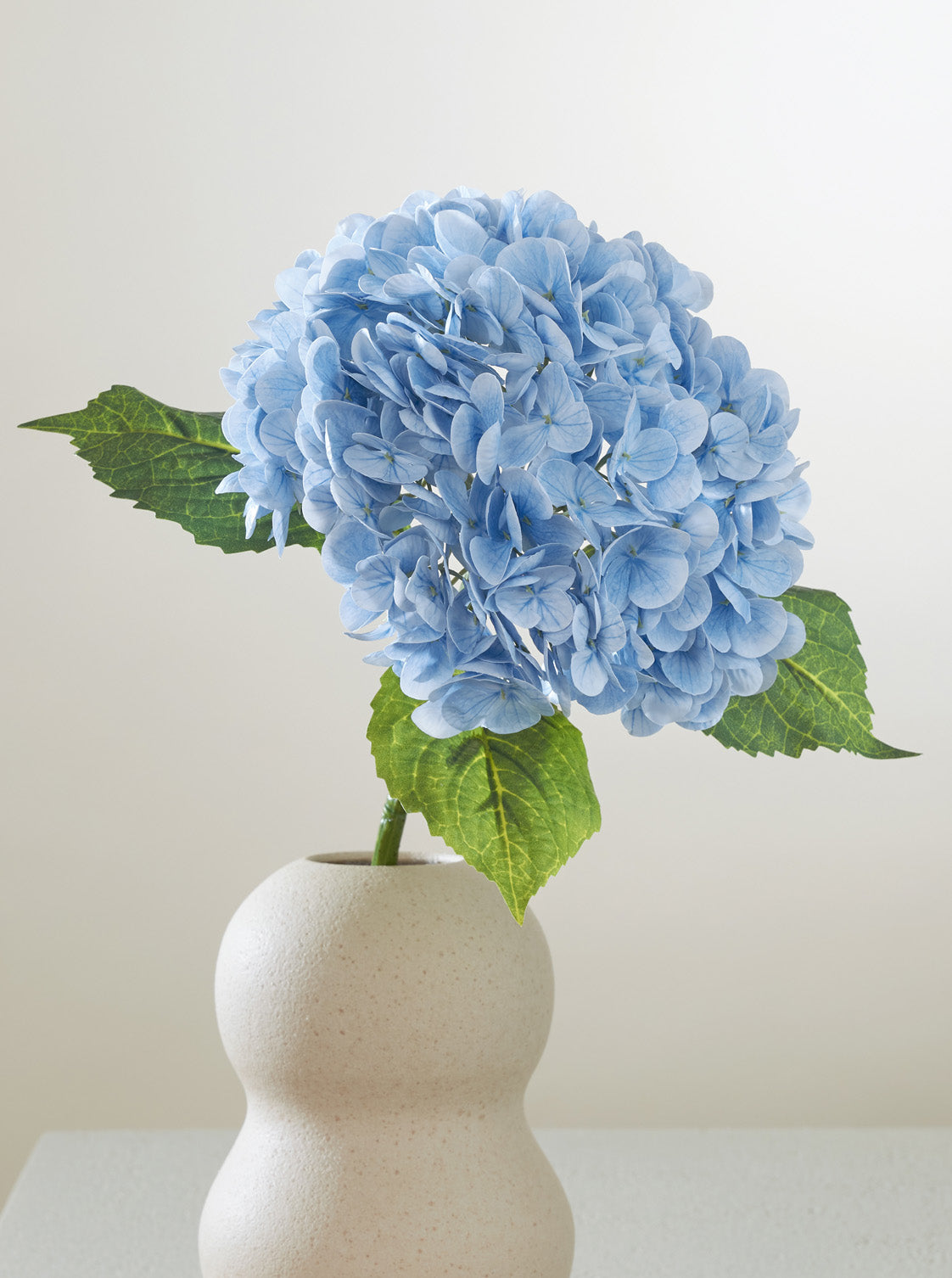 Hortensia bleu