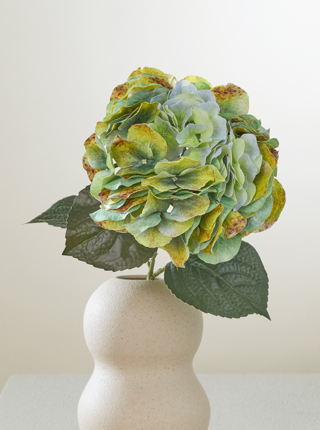 Hortensia Vert-de-gris