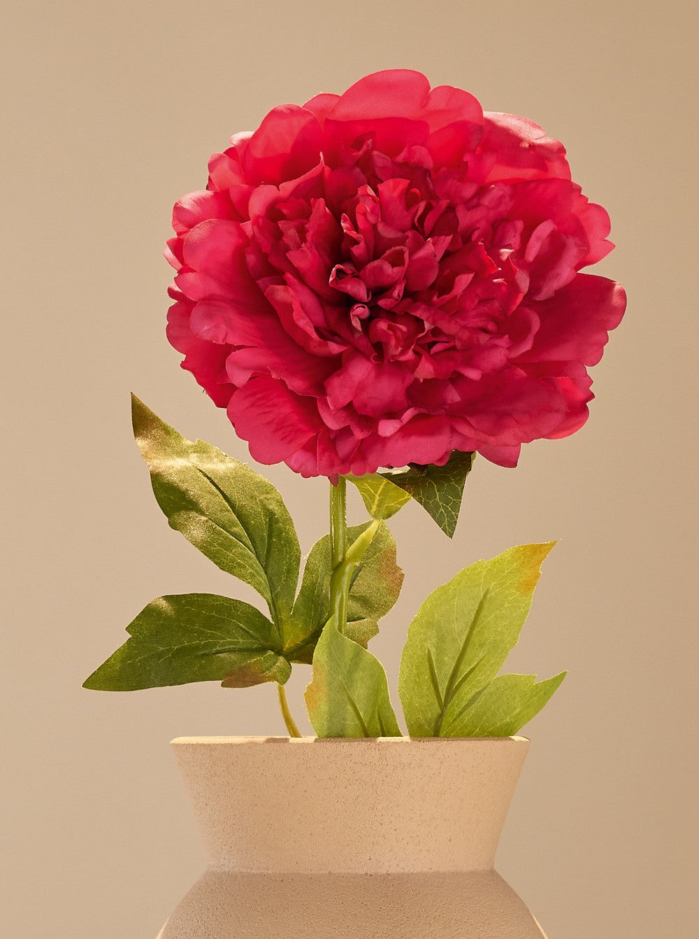 Pivoine rouge - détail