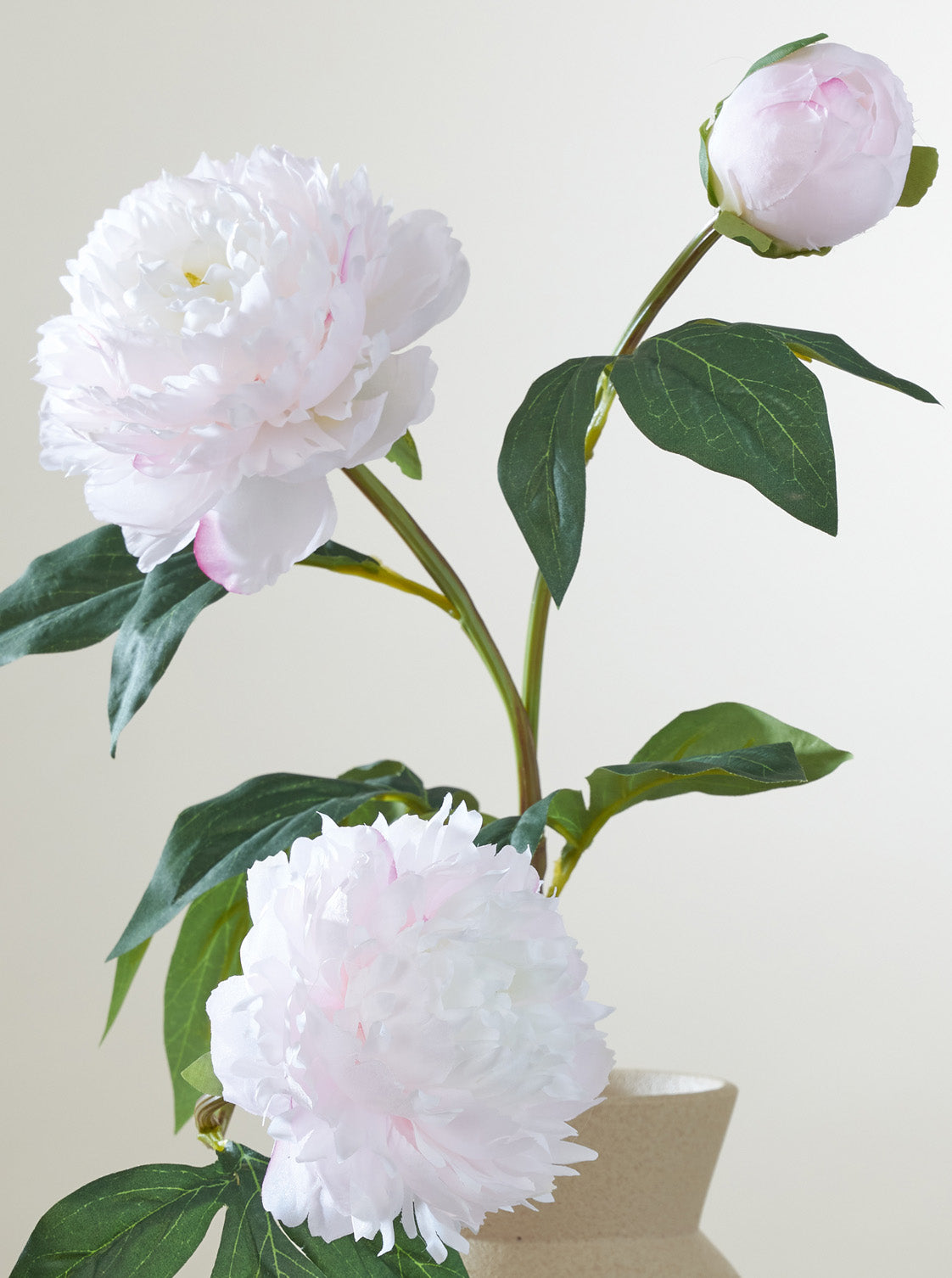 Pivoine rose