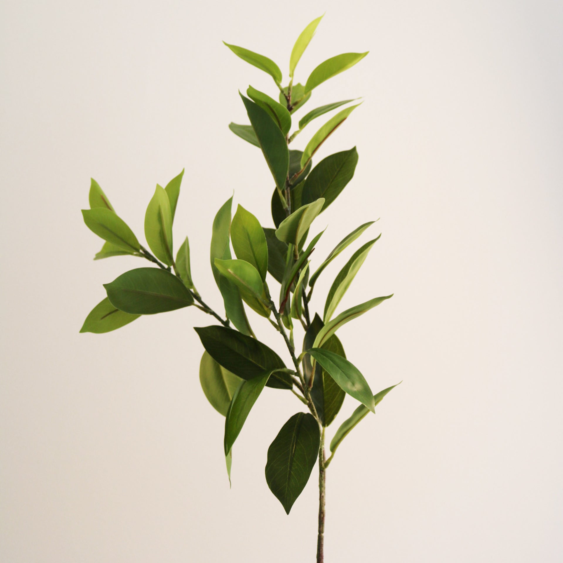 Green ruscus