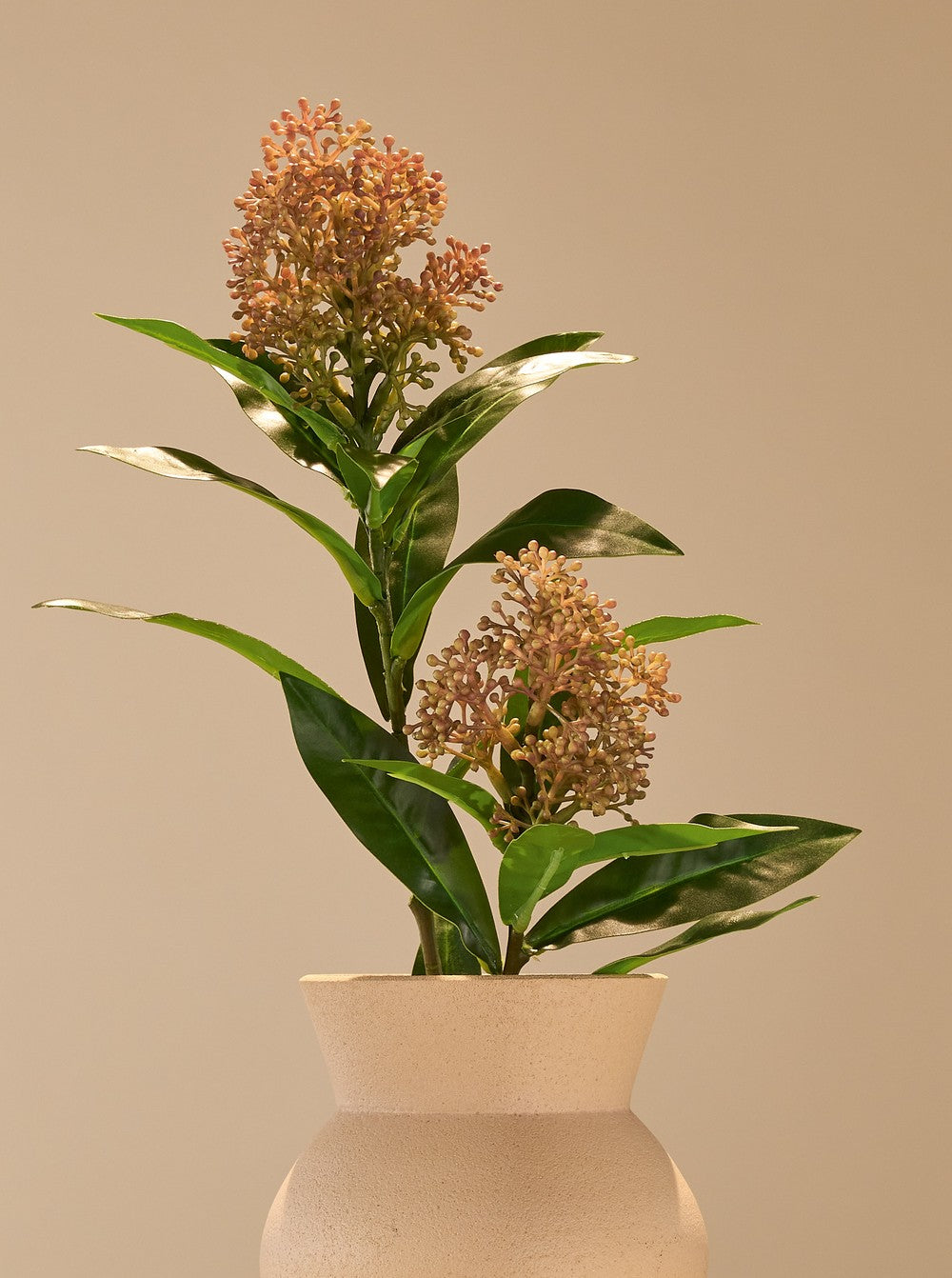 Skimmia beige - détail