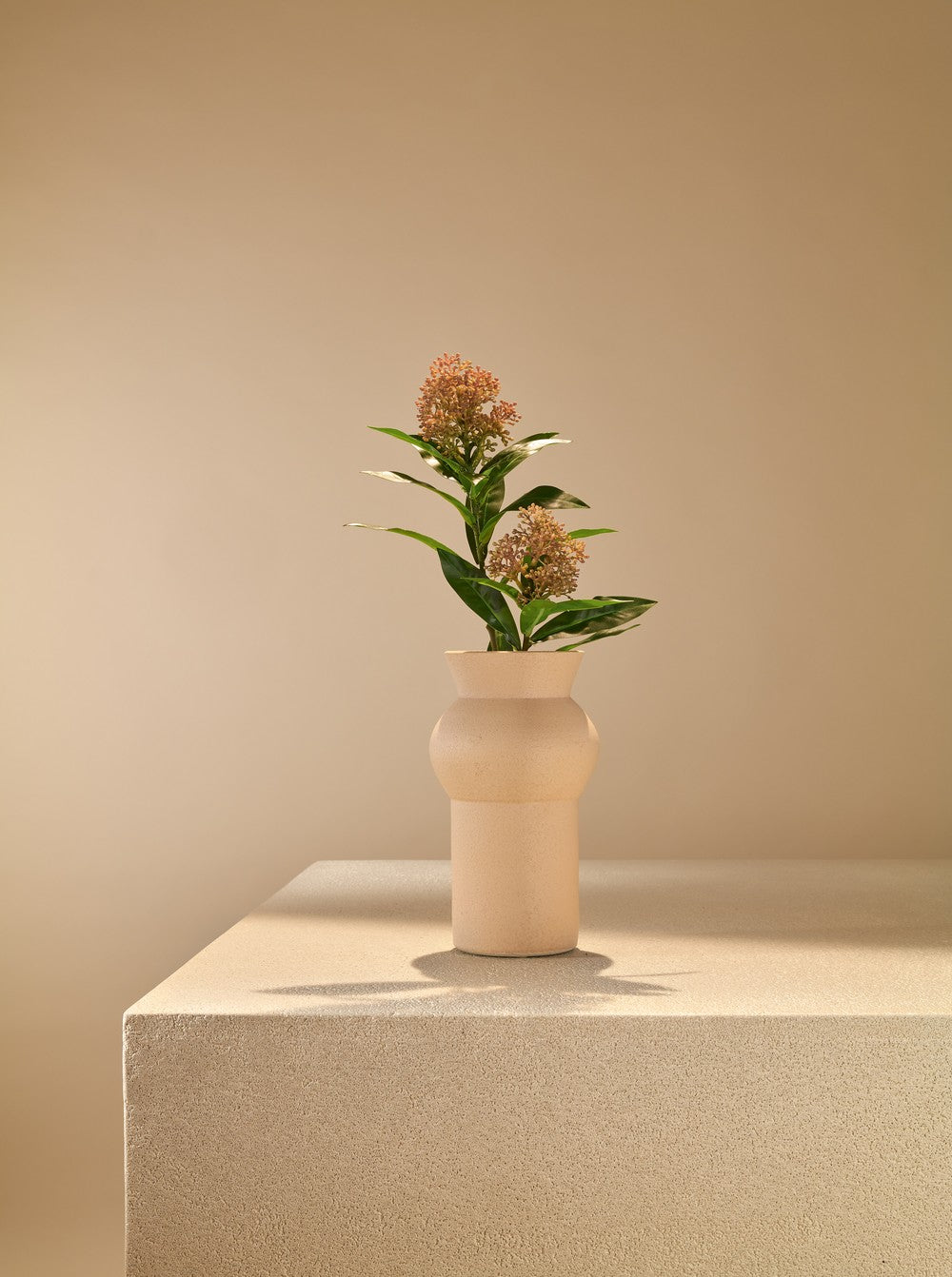 Skimmia beige