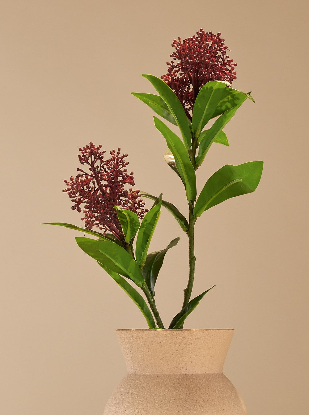 Skimmia bordeau - détail
