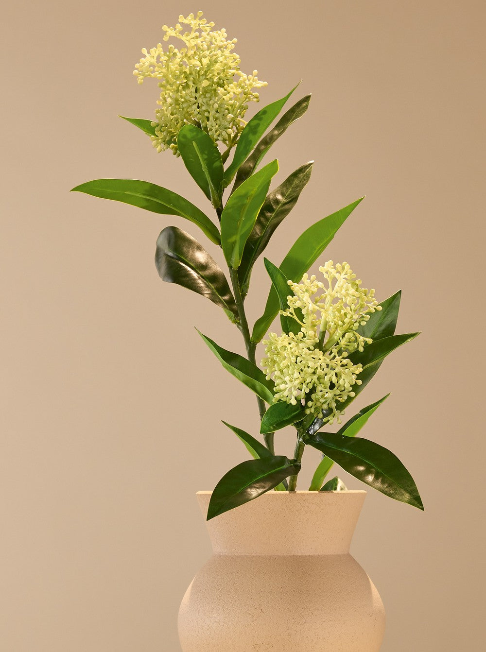 Skimmia vert - détail