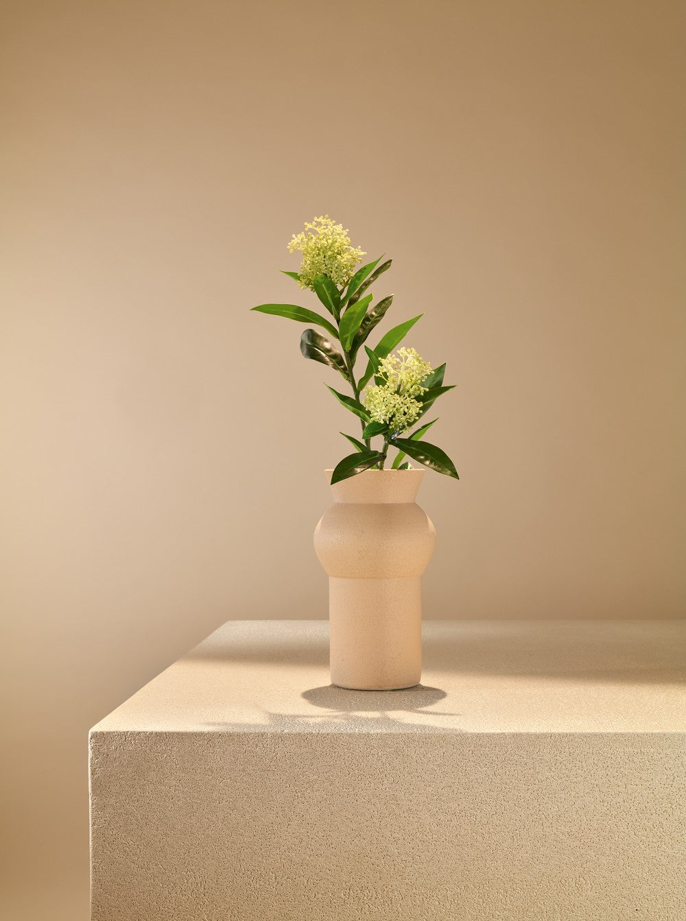 Skimmia vert