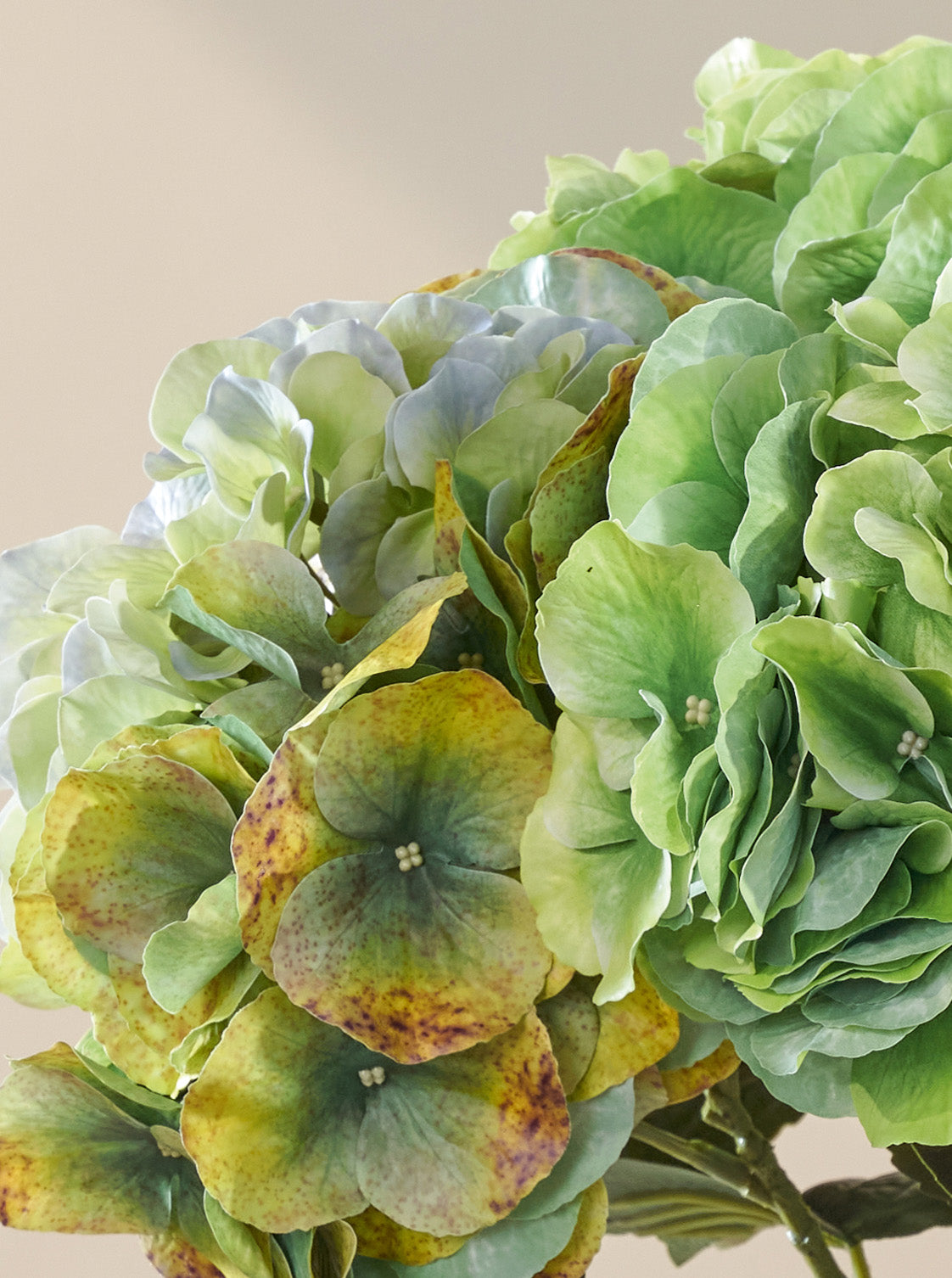 Symphonie d'Hortensias