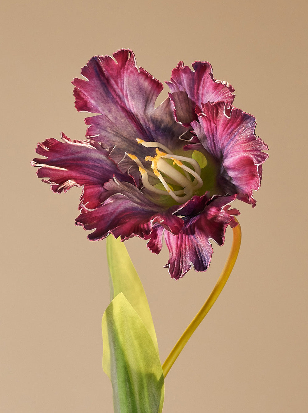 Tulipe perroquet