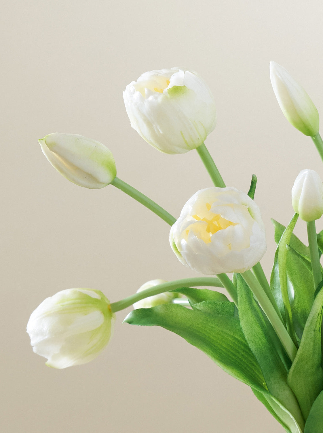Bouquet de Tulipes blanches 10pc