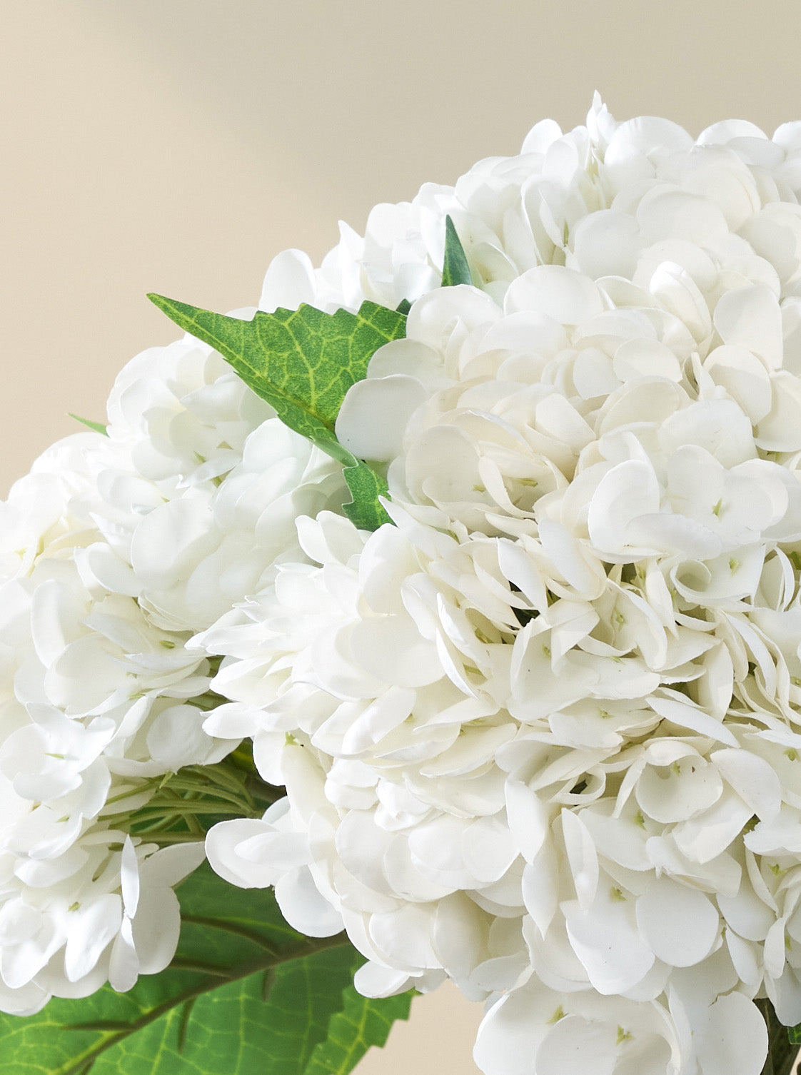 Bouquet d'Hortensias blancs