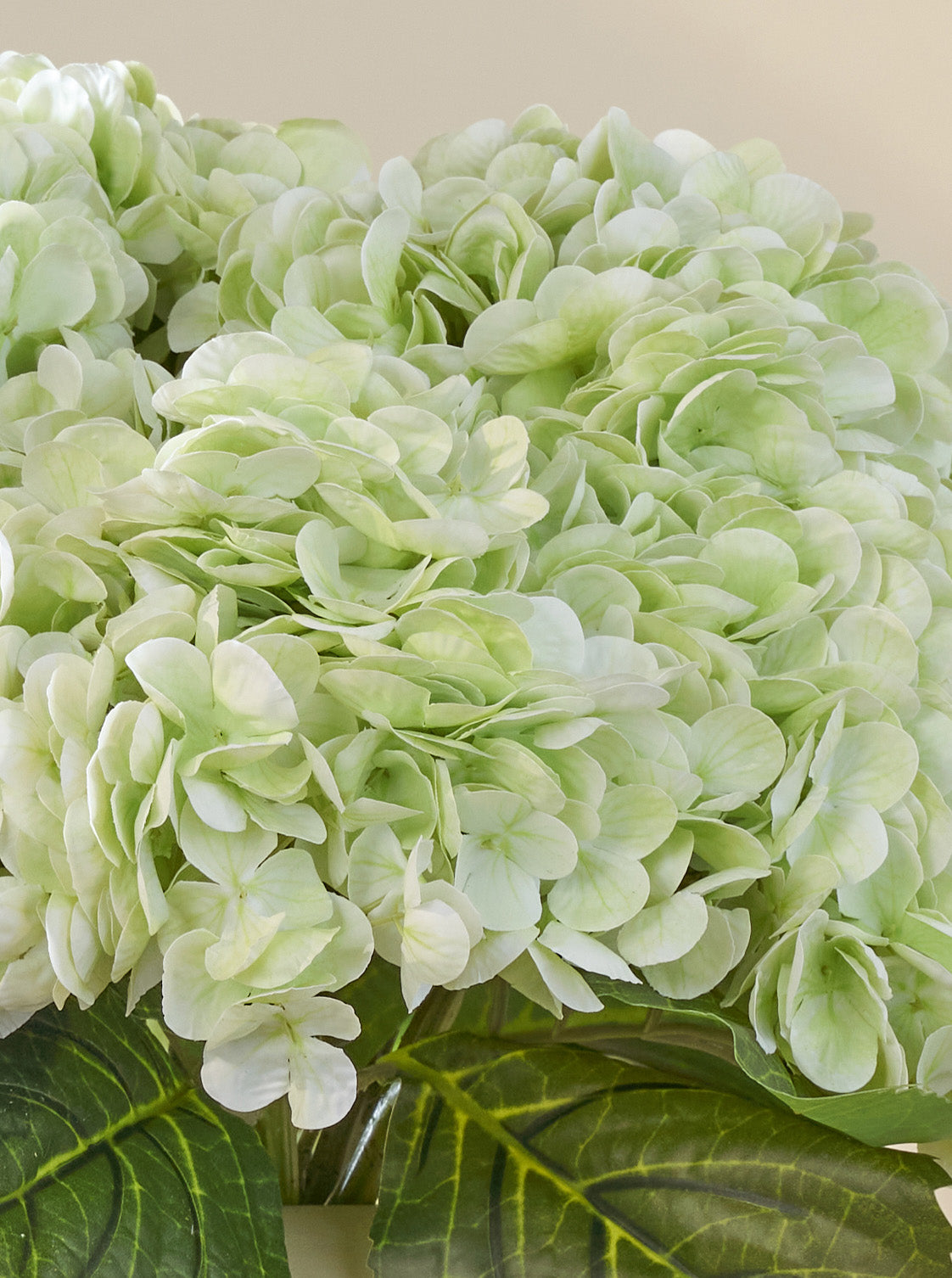 Hortensia vert tendre