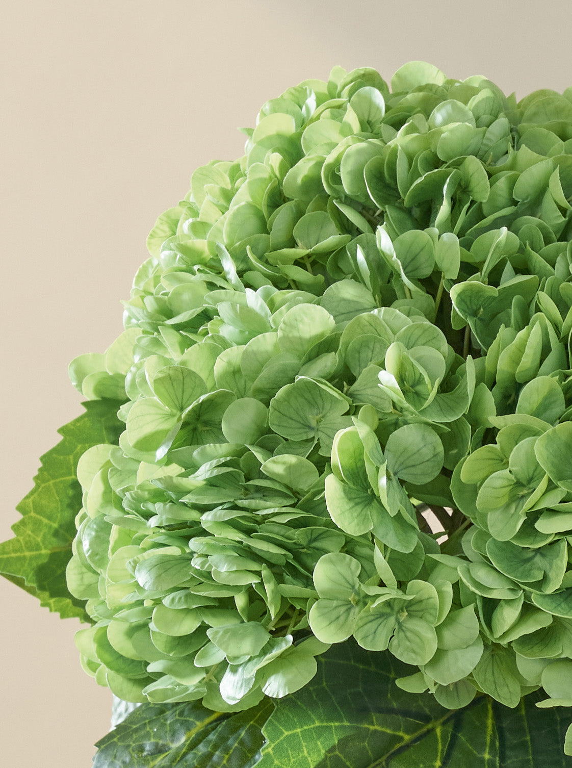 Bouquet d'Hortensias verts intense